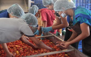 A group of volunteers helping in cleaning vegetables; some of them were all praises for the hygienic conditions maintained at the huge facility